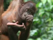 Orangutanlar