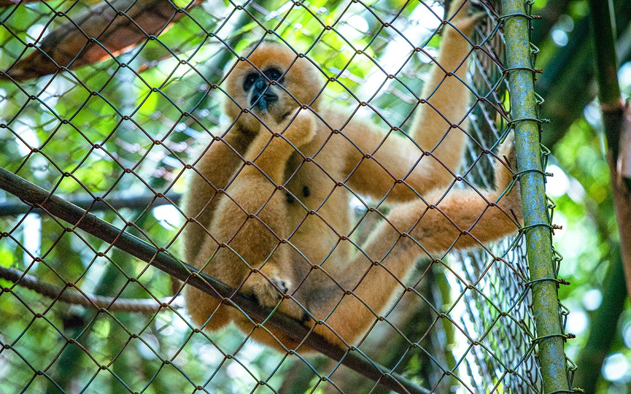 The Gibbon Rehabilitation Project