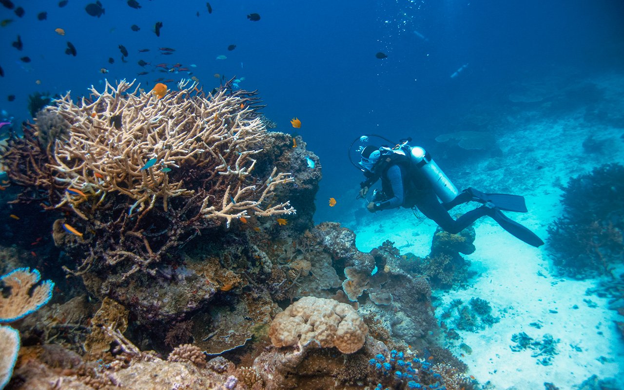 Similan Dalış