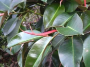 Kauçuk Nedir? KaucukAgaciYapraklari