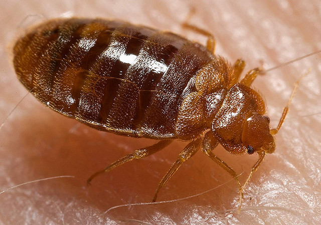 Tahtakurusu (bed bugs)