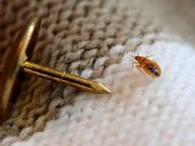 Onlar Geri Döndü: Tahtakurusu, Bed Bugs!