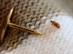 Onlar Geri Döndü: Tahtakurusu, Bed Bugs!
