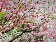 Spring-in-Beijing-end1