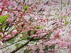 The Gift: Why I Came to Beijing Spring-in-Beijing-end1