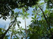 Jungle ve Yağmur Ormanları Arasındaki Fark Nedir? Yagmur-ormani-nedir