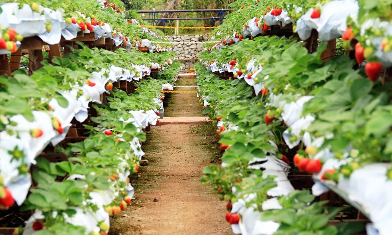 Strawberry-Garden-Malezya