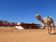 Bedevilerin Çöldeki Deve Yarışları, Wadi Rum, Ürdün Deve Yarışları, Wadi Rum, Ürdün