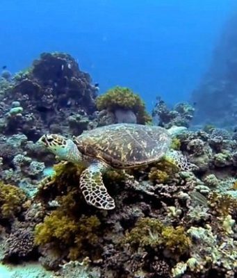 Mercan Resifleri Arasında: Akabe’de Dalış Diving-Aqaba–Jordan