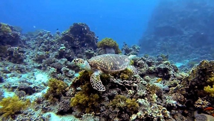 Diving, Aqaba, Jordan