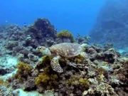Diving-Aqaba–Jordan