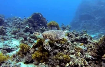 Diving-Aqaba–Jordan