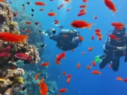 Şarm El Şeyh’te Dalış, Mısır Sharm El Sheikh Dalış Turu