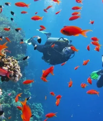 Şarm El Şeyh Dalış Rehberi: En İyi Dalış Noktaları ve Deneyimim Sharm El Sheikh Dalış Turu
