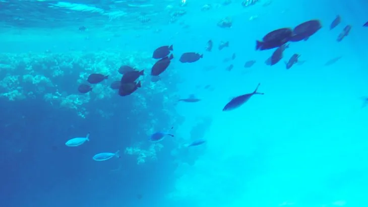 Sarm-El-Seyh-Denizlati