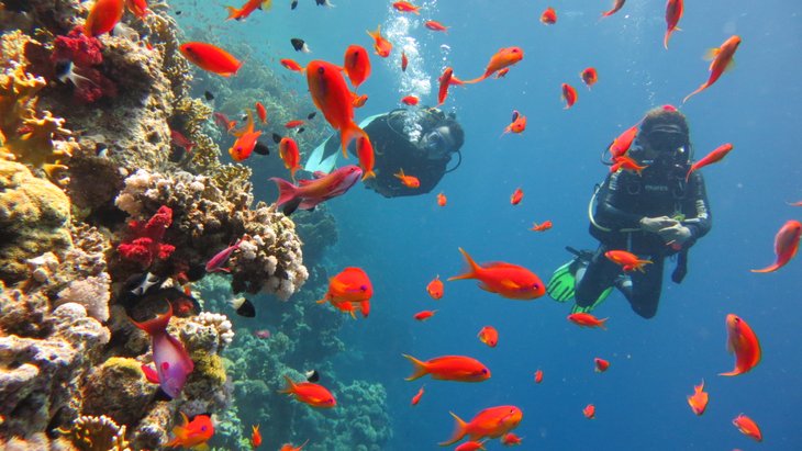 Jackson Reef, Ras Muhammed Milli Parkı, Şarm El Şeyh