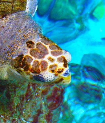 Dünyanın En Büyük Tematik Akvaryumu: İstanbul Akvaryum istanbul akvaryum