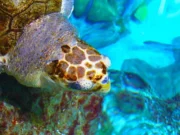 Dünyanın En Büyük Tematik Akvaryumu: İstanbul Akvaryum istanbul akvaryum