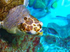 İstanbul Akvaryum: Gitmeye Değer mi? Ziyaret Rehberi ve Deneyim istanbul akvaryum