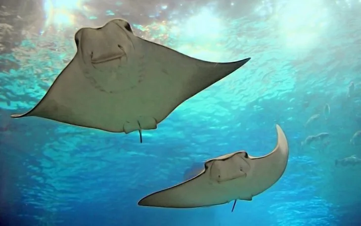 istanbul akvaryum bilet fiyatları