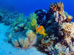 Kızıldeniz Dalış Turu