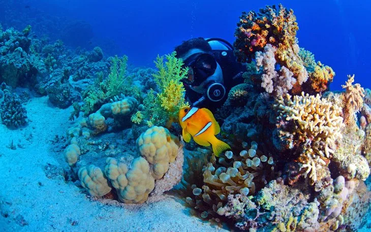 Kızıldeniz Dalış Turu