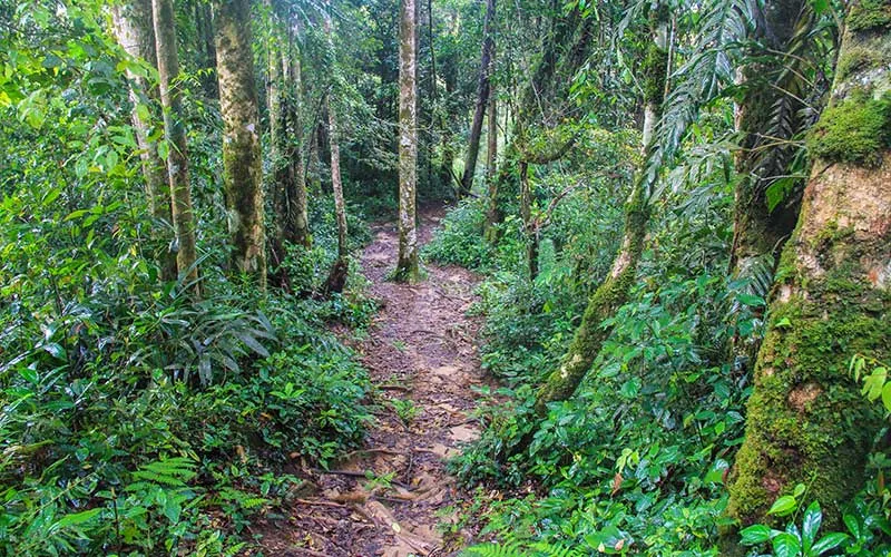 Malezya-Cameron-Highlands