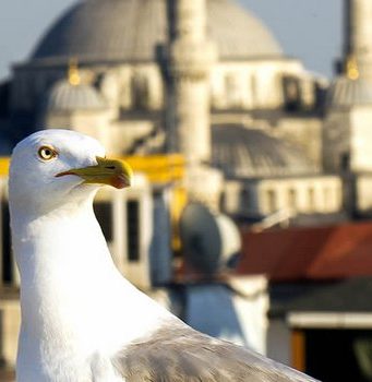 Nowy Efendi Otel, İstanbul Efendi-Hotel-Istanbul-Otelleri