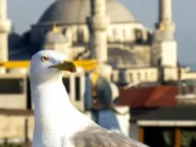 Nowy Efendi Otel, İstanbul Efendi-Hotel-Istanbul-Otelleri
