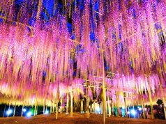 Ashikaga Flower Park, Japonya Japon Çiçek Bahçeleri