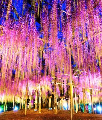 Ashikaga Flower Park, Japonya Japon Çiçek Bahçeleri