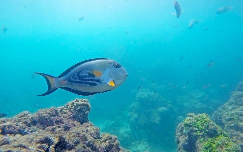 Kish Island Diving