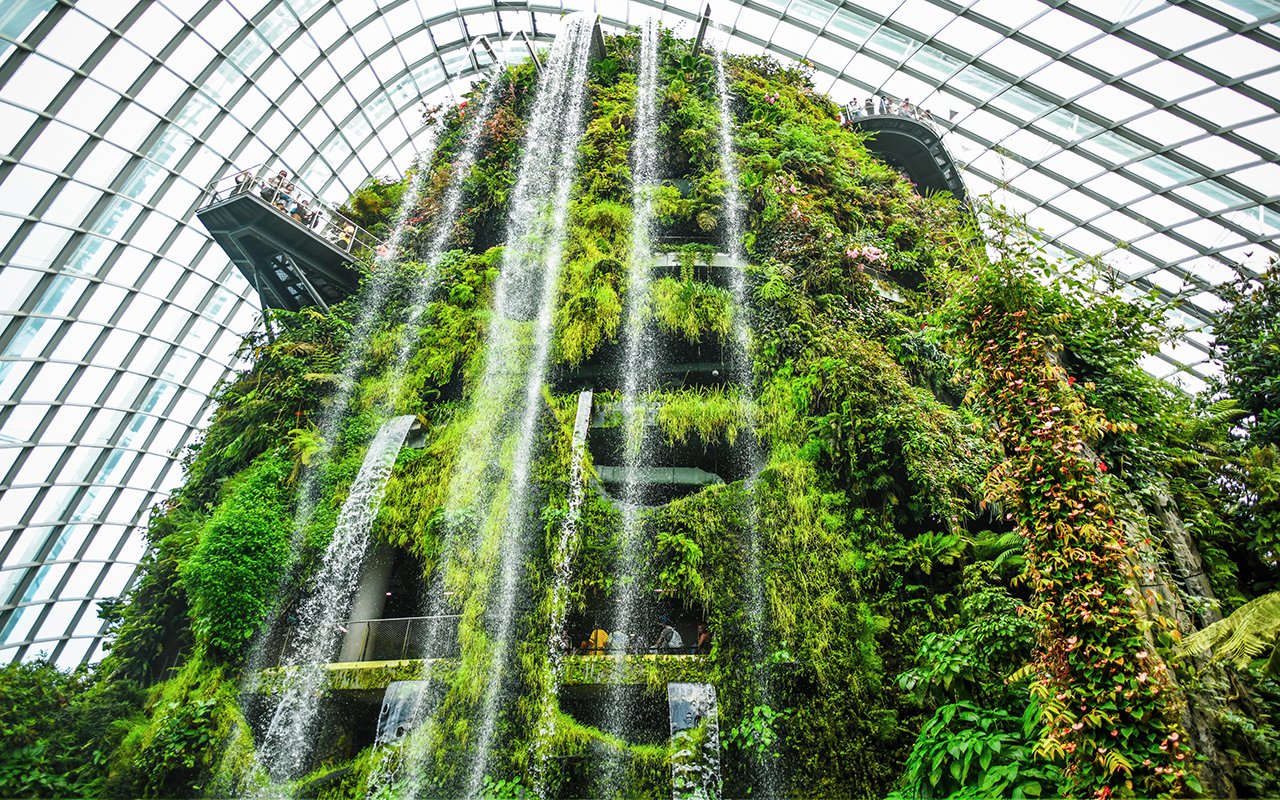 Cloud Forest