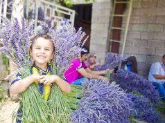 Lavanta Kokulu Bir Yer: Kuyucak Köyü Kuyucak Köyü