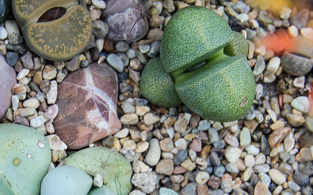 Lithops Bitkisi