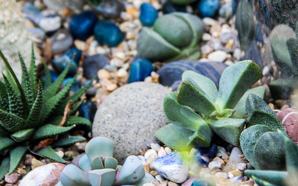 Lithops Living Stones