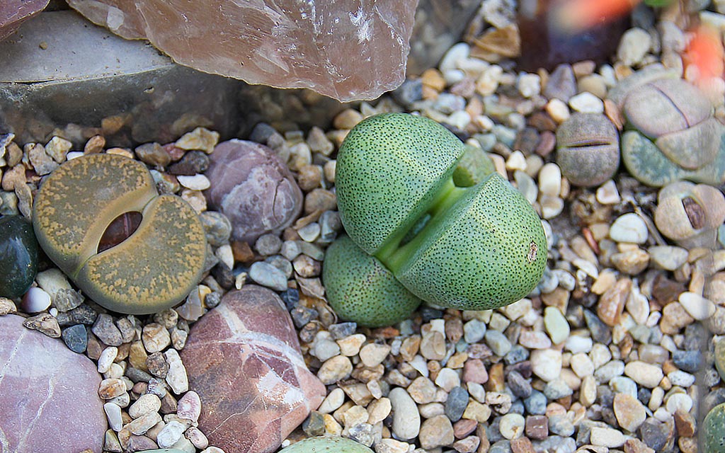 Lithops Plant