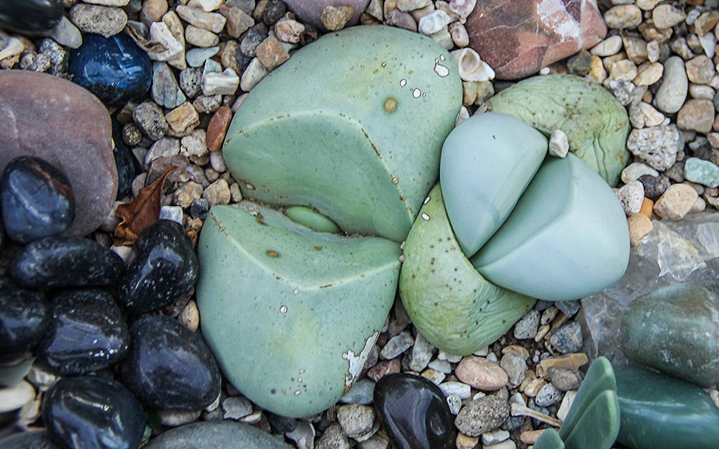 Lithops Yaşayan taş