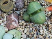 Lithops Bitkisi