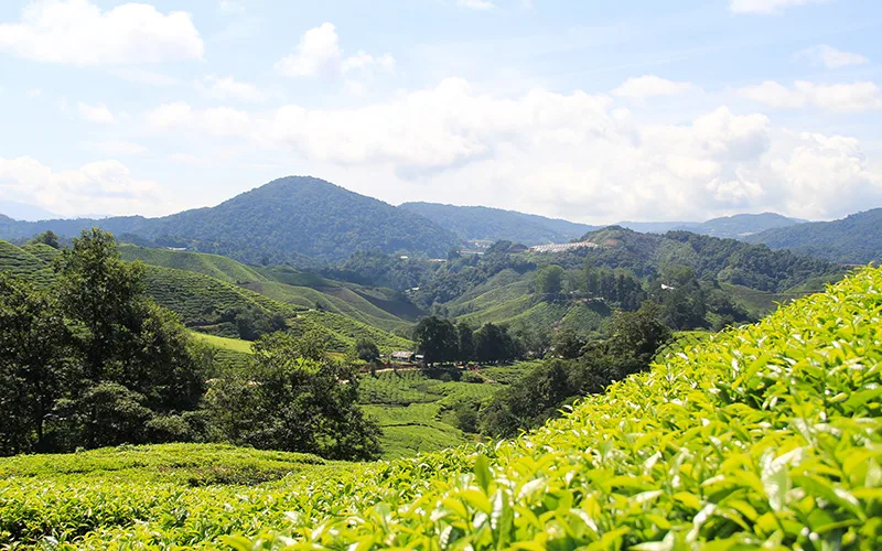 cameron highlands