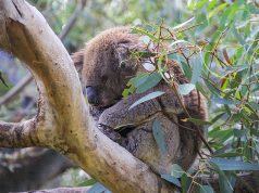 Adelaide Zoo: Panda ve Koala Adelaide Zoo