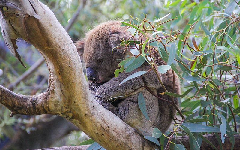 Adelaide Zoo