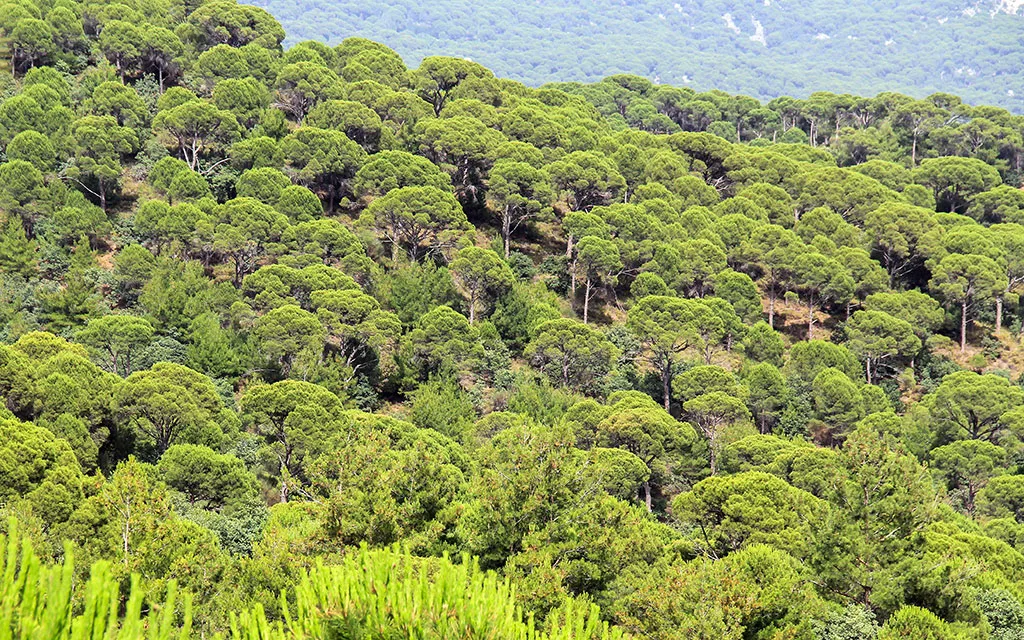 Kozak Yaylasi, Ayvalık
