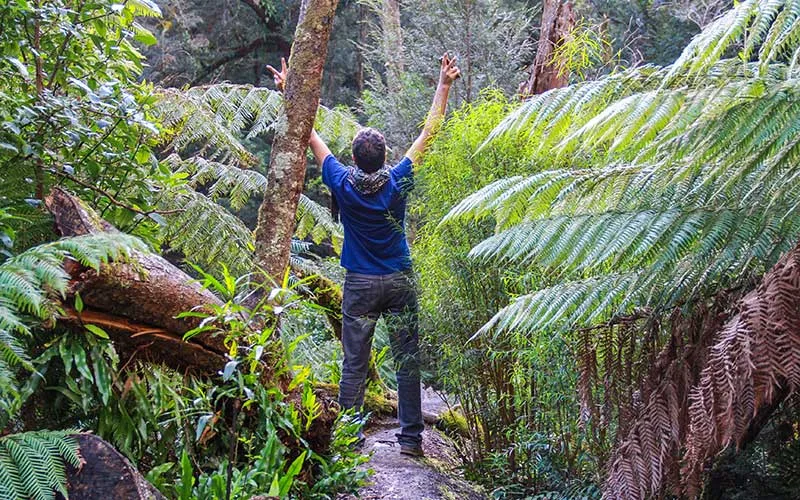 Maits Rest Rainforest Walk