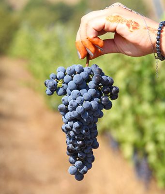 Trakya’da Bir Bağ Rotası: Arcadia Bağları ve Bakucha Hotel Arcadia Wines Turkey