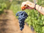 Trakya’da Bir Bağ Rotası: Arcadia Bağları ve Bakucha Hotel Arcadia Wines Turkey