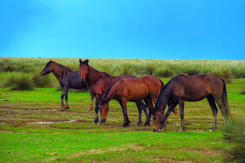 Kızılırmak Deltası