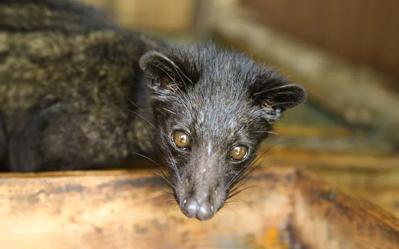 kopi luwak civet cat