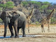 Namibya’nın Ünlü Safari Parkı: Etosha National Park, Namibya Etosha, Namibia