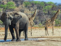 Namibya’nın Ünlü Safari Parkı: Etosha National Park, Namibya   Etosha, Namibia